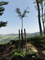  30. Juni 2012 - nach einer schön aber auch taurigen Samstagswanderng ha mich Samuees Ginkgo sonnig begrüsst